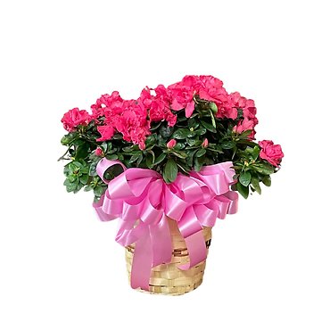 Pink Blooming Azalea Plant