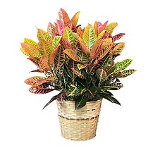 8\" Croton Plant