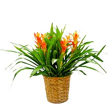 Bromeliad Basket