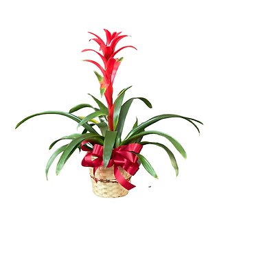 Bromeliad