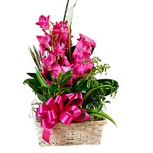 Plant Basket with Gladiolas