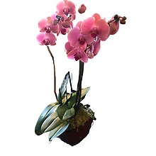 Orchid Plant