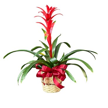 Bromeliad