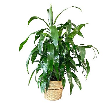 Large Dracaena Cane Corn Plant Tree