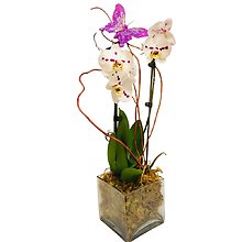 Butterfly Orchid Plant