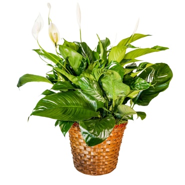 Peace Lily Basket - Large