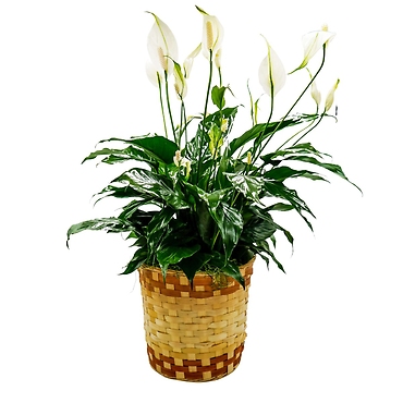 Peace Lily Basket - Medium