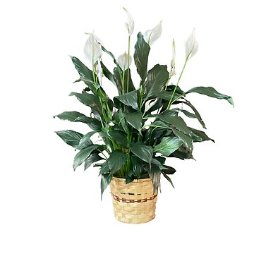 8\" Peace Lily