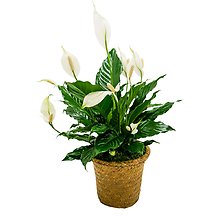 Peace Lily Basket - Small