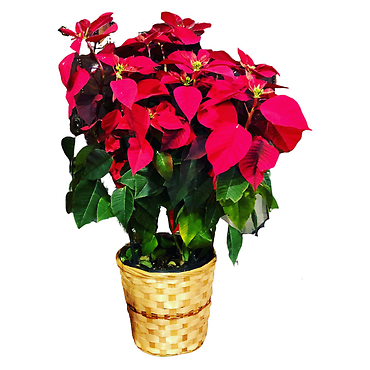 10\" Red Poinsettia Plant in a Basket