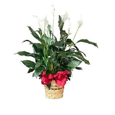 10\" Peace Lily