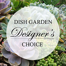 Plants & Dish Gardens