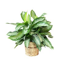 8\" Dieffenbachia Plant